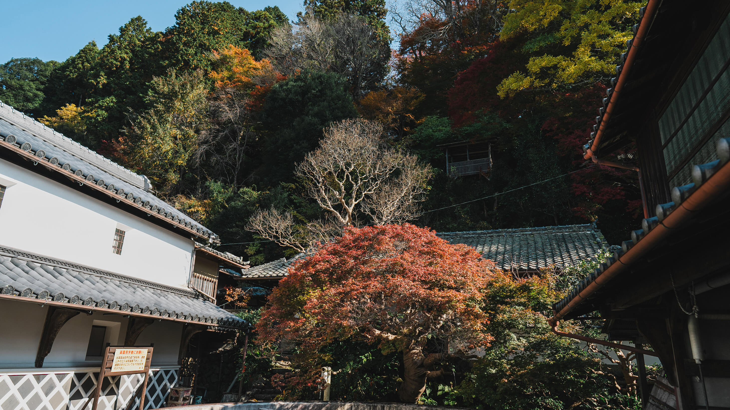 畑で手を動かす人の手元